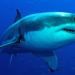 requin-blanc