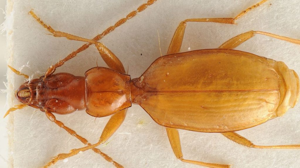 scarabee-hitler