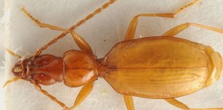 scarabee-hitler