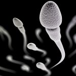 spermatozoides