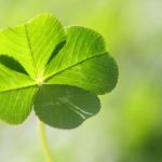 trefle quatre feuilles