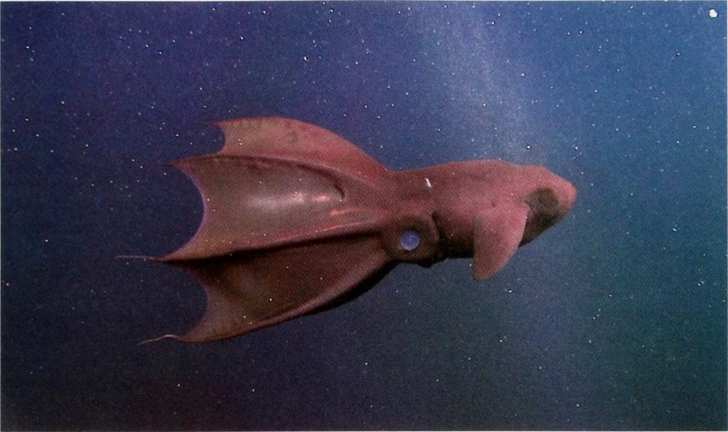 vampire-squid