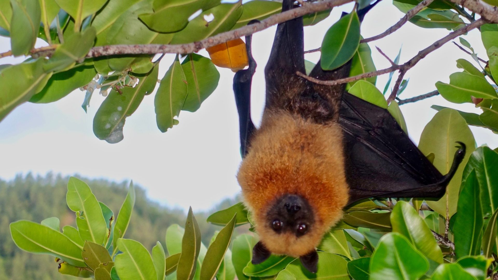 Nœud papillon chauve-souris vampire