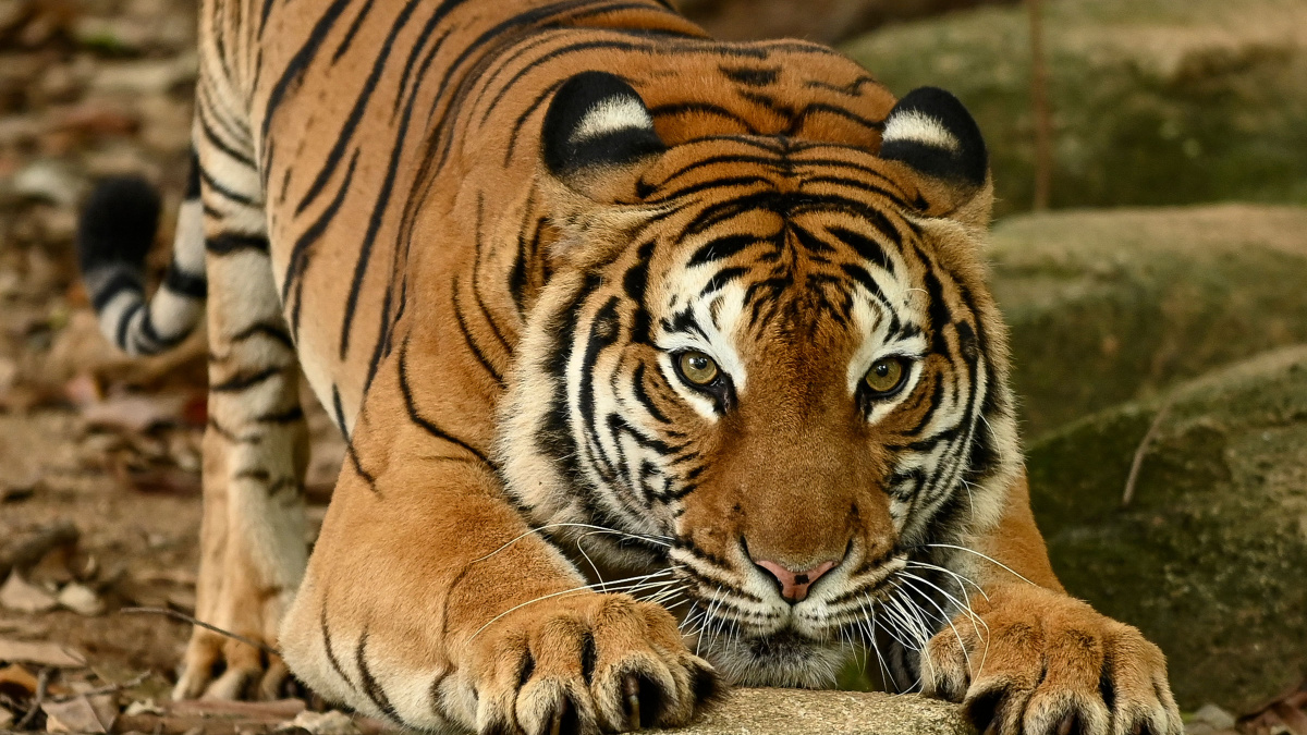 tigre-malaisie