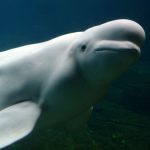 Beluga