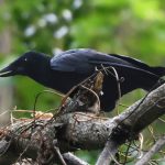 corbeaux-intelligence