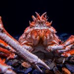 crabe-araignée géant