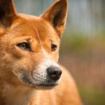 dingo