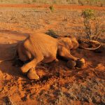 elephant-mort