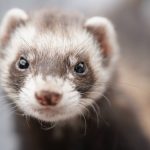 furet