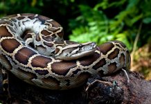 python-birman