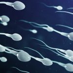 spermatozoides