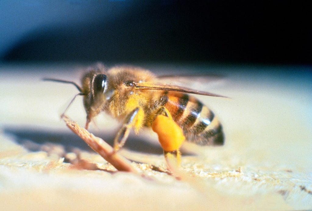 abeille-tueuse