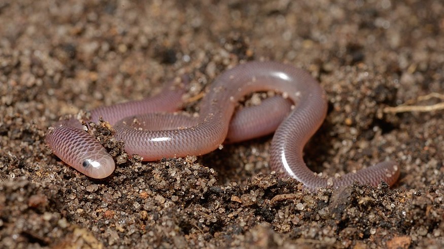 Serpent aveugle brahmane