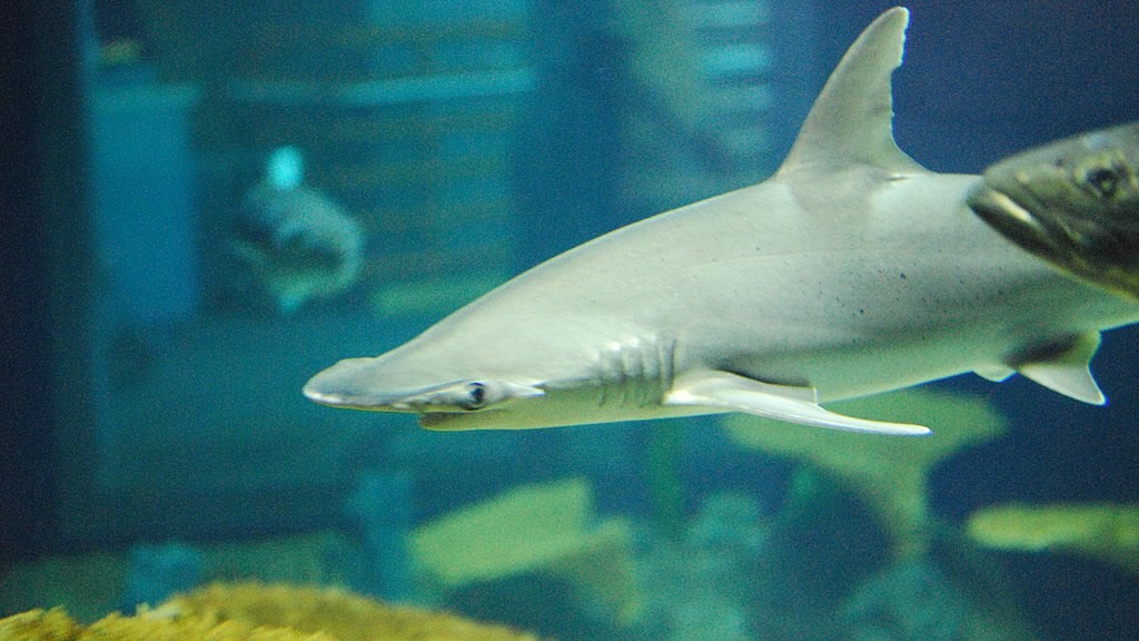 Requin