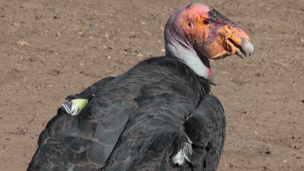 Condor de Californie