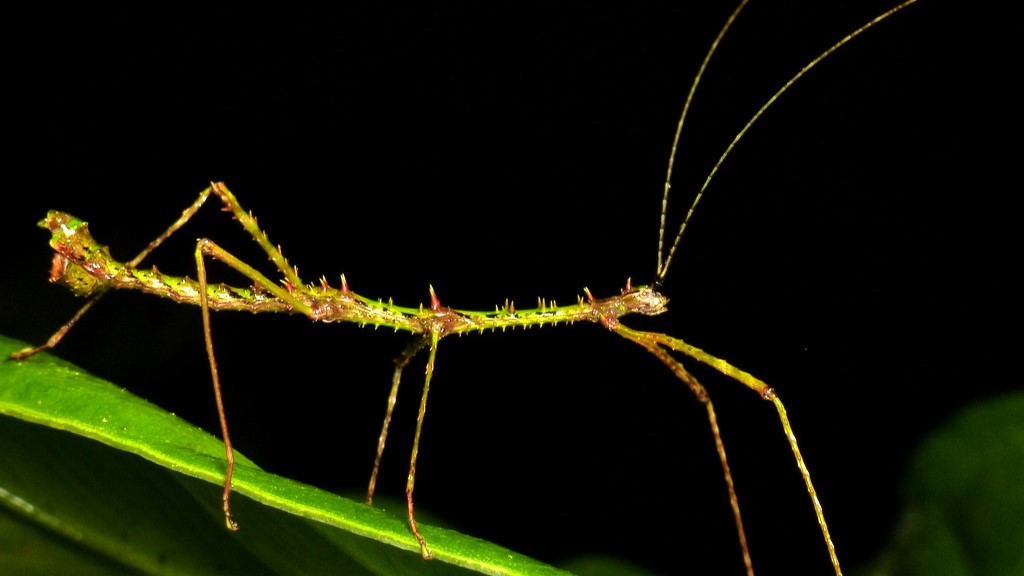 Insectes à bâtonnets