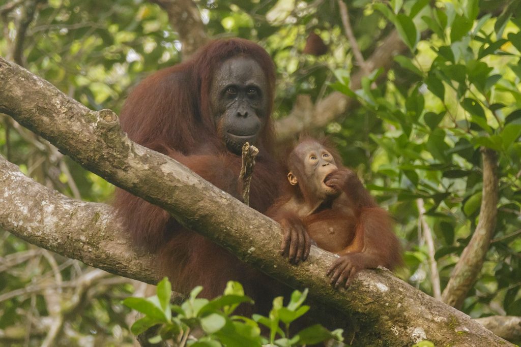 borneo