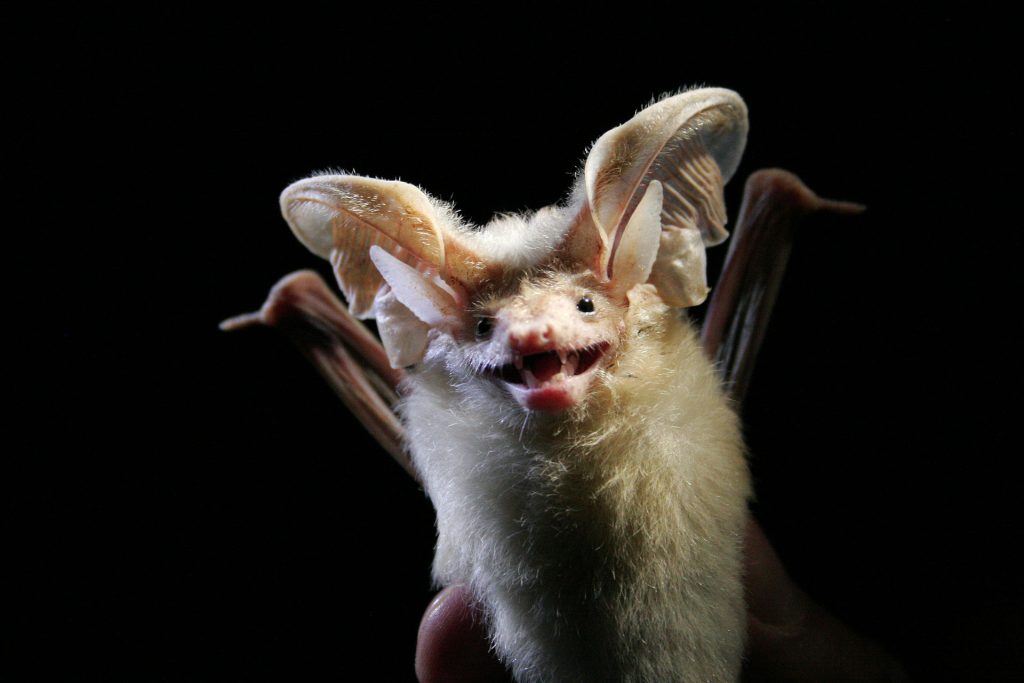 chauve-souris