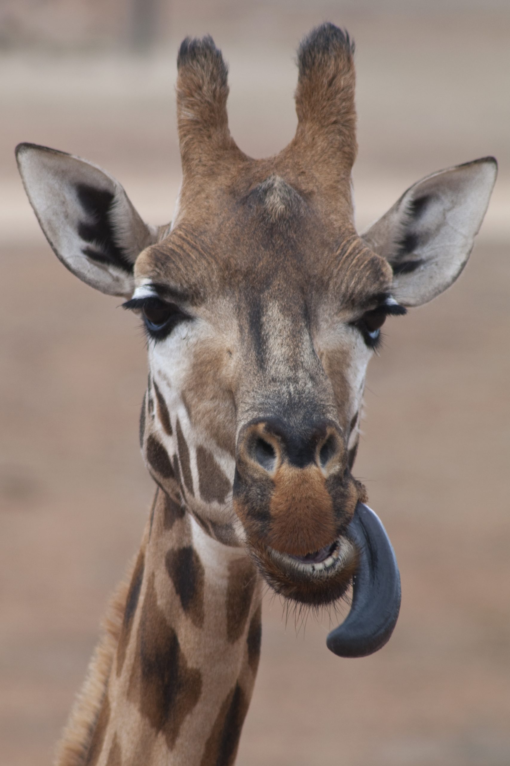 Pourquoi les girafes ont-elles une langue bleue