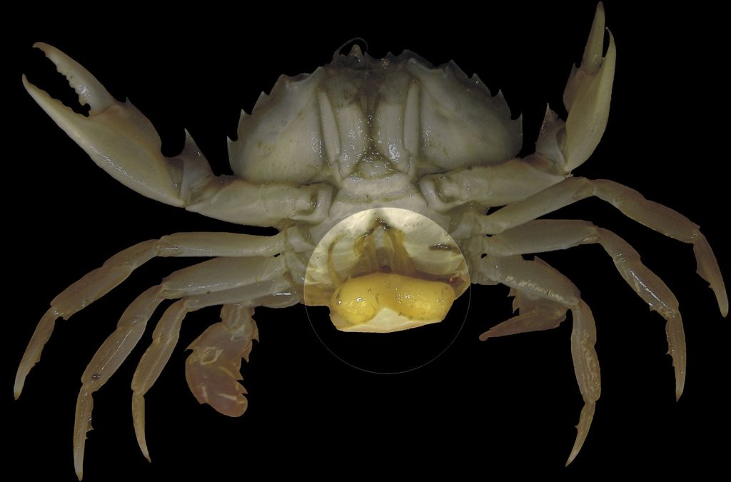 parasite-crabe