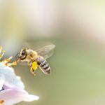 abeille-fleur
