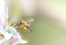 abeille-fleur