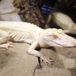 alligator-blanc