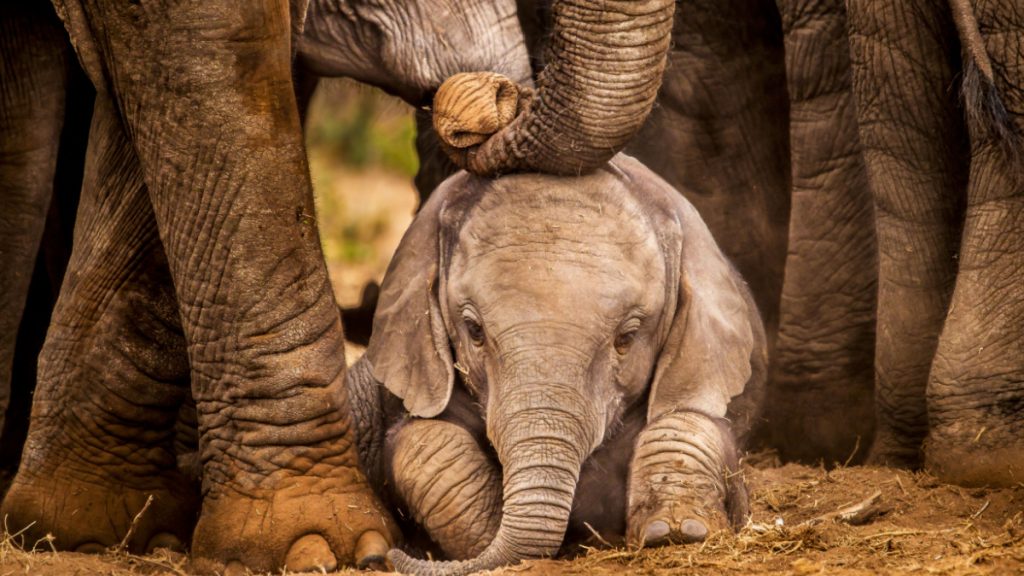 bebe-elephant