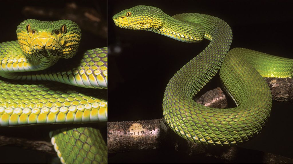 serpent birmanie