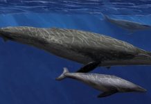fossile-baleine