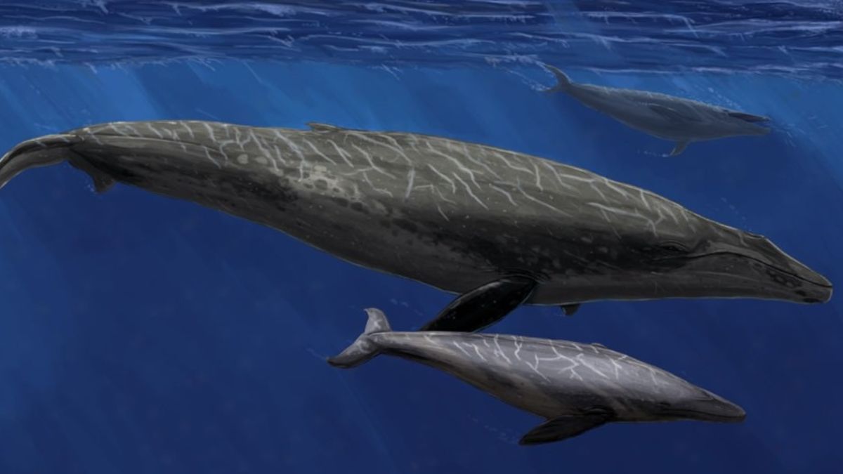 fossile-baleine