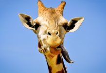 girafe-langue