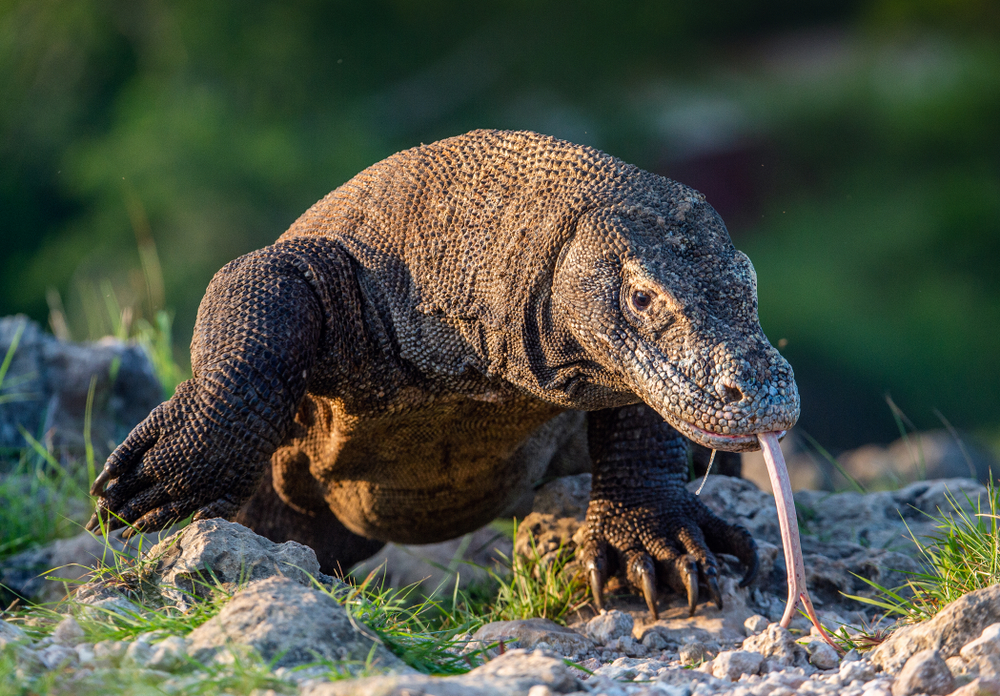 dragons de Komodo