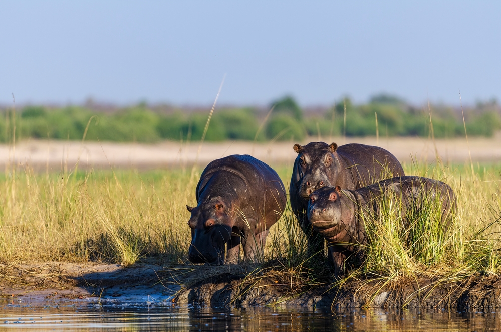 hippopotames