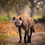 hyene