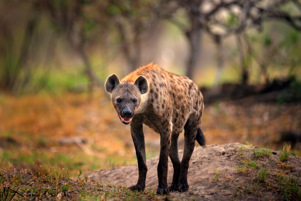 hyènes
