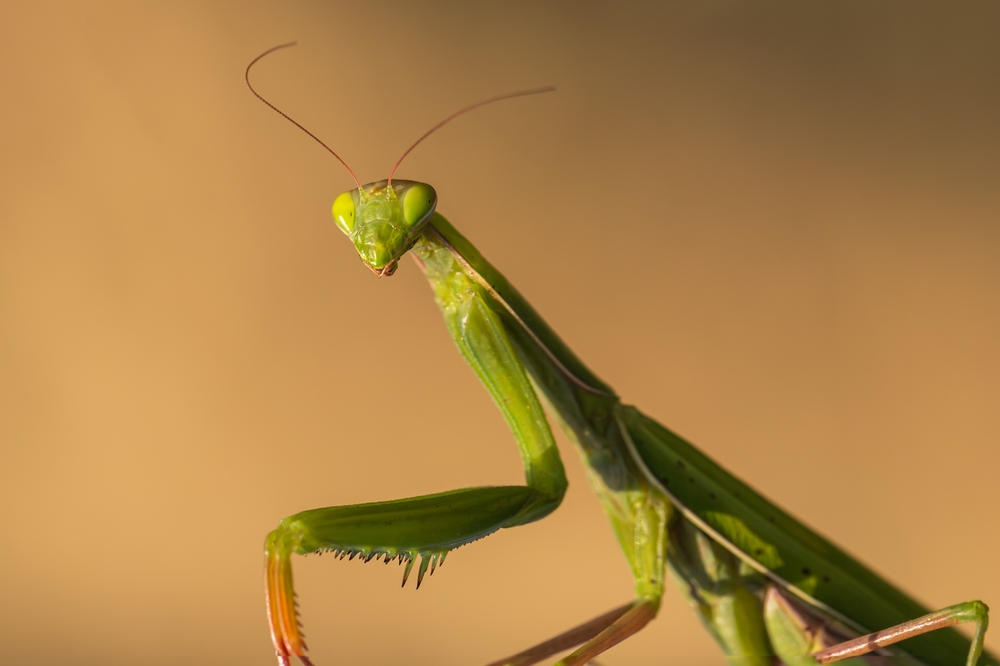 mantes religieuses