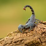 scorpion