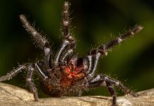 araignée venimeuse