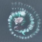 baleines-spirale