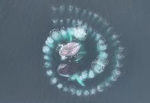 baleines-spirale