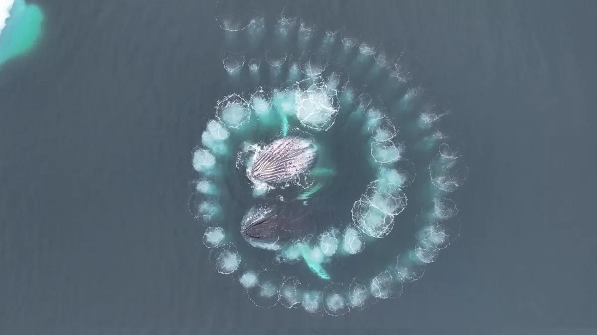 baleines-spirale