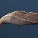 calmar-protection-oeufs