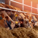 alimentation animale