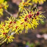 hamamelis