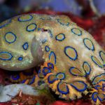 pieuvres-anneaux-bleus