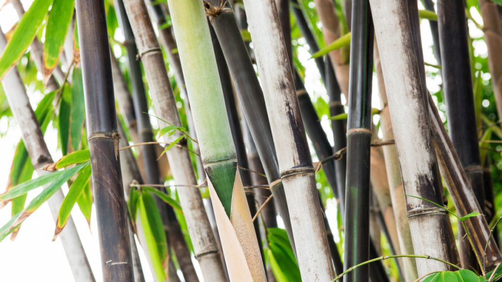 plante-bambou