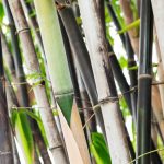 plante-bambou