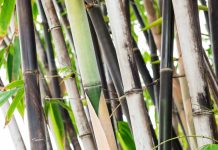 plante-bambou